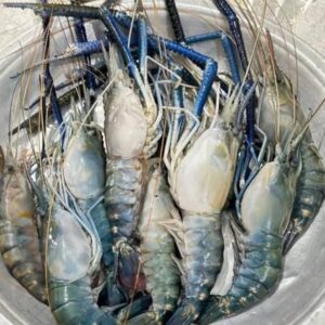 ৩ কেজি চিংড়ি মাছ